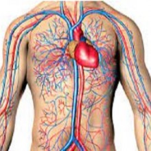 Sistema circulatório e circulação sanguínea - informações sobre o sangue