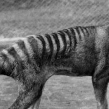 Tigre-da-Tasmânia se torna o primeiro animal extinto a ter seu RNA extraído