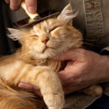 10 Curiosidades fascinantes sobre o comportamento dos gatos