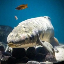 Matusalém, o peixe de aquário mais velho do mundo