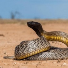 As 5 cobras mais venenosas do mundo