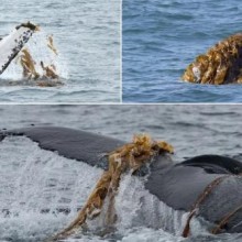 Kelping é um ‘fenômeno global’ que varre o mundo das baleias jubarte, dizem os cientistas