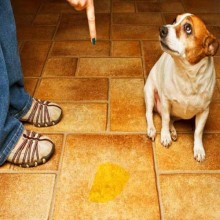 Ensinando seu cão a fazer as necessidades no lugar certo