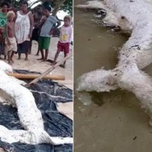 Criatura misteriosa surge em praia e causa um grande alvoroço em Papua Nova Guiné