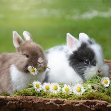 O que é necessário para criar um coelho? Aprenda a cuidar corretamente de seu coelho