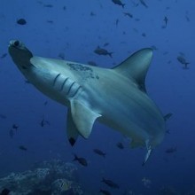 Você sabia que o tubarão-martelo tem um sexto sentido?