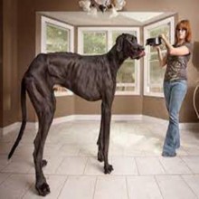 Zeus, o cachorro mais alto do mundo