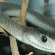 As 10 espécies de cobras mais perigosas do mundo