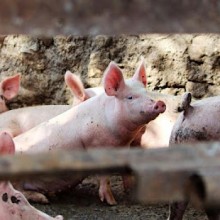 10 curiosidades sobre porcos que você provavelmente não sabia - 10 fatos surpreendentes