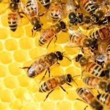 Aprenda dicas e o passo-a-passo de como criar abelhas para produção de mel.