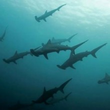 Tubarões-martelo estão desaparecendo do Golfo da Califórnia, dizem mergulhadores
