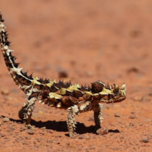 Conheça o incrível Dragão Espinhoso: a adaptação única dos répteis australianos