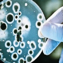 12 famílias de superbactérias que estão ameaçando à humanidade