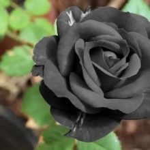 O mistério da flor preta: por que ela não existe?