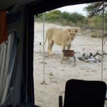 Casal acampando na África do Sul acordou com leões lambendo sua barraca