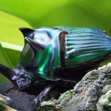 Descubra os 10 besouros mais belos do mundo!