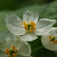Descubra a beleza única da flor com as pétalas transparentes