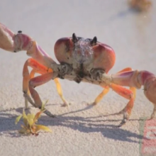 Quais diferenças existem entre siri e caranguejo?