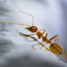 Cuidado! é verdade que existem formigas loucas que "comem computadores?