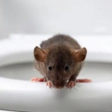 Mordida de rato de banheiro hospitaliza homem no Canadá