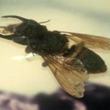 A redescoberta da maior abelha do mundo