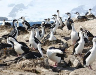 Aves marinhas da Antártica enfrentam declínio de populações