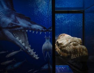 Fóssil de baleia de 36 Milhões de anos encontrado em deserto peruano