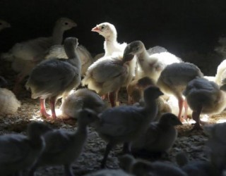 Primeiro caso recente de gripe aviária humana nos EUA confirmado no Colorado
