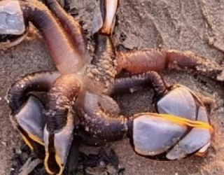 Criatura singular chama atenção de banhistas em praia no Reino Unido