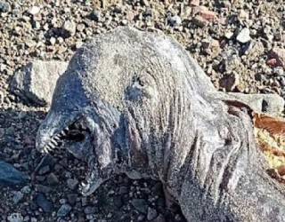 Criatura bizarra sem olhos encontrada em praia assusta banhista