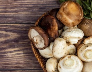 Como Cultivar cogumelos comestíveis para vender?