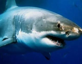 Como evitar e sobreviver a um ataque de tubarão