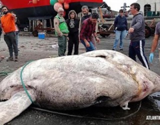 Criatura de quase três toneladas é o maior peixe ósseo já descoberto