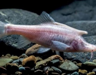 Peixe cego semelhante a um unicórnio descoberto em água no fundo de caverna chinesa