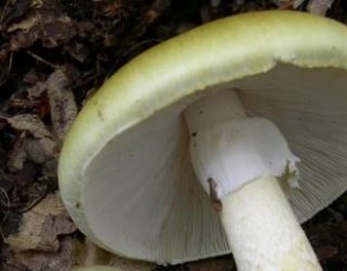 Cogumelo mortal mudou forma como se reproduz à medida que se espalha pelos EUA