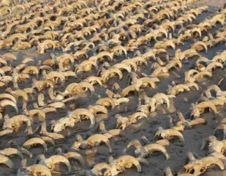 Encontradas milhares de cabeças de carneiro mumificadas em templo no Egito