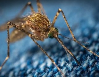 Mosquitos da malária estão expandindo seu território quase 3 milhas por ano
