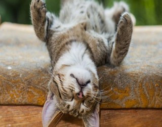 Hábitos de sono animal: comportamentos fascinantes