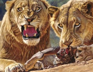 A história real do leões de Tsavo: Devoradores de homens