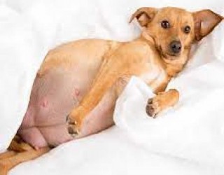 "Coração partido": cadela espera 10 dias pelo dono à porta do hospital
