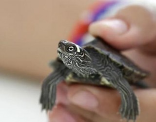 Salmonella ligada a tartarugas adoece 26 e leva a 9 hospitalizações nos EUA