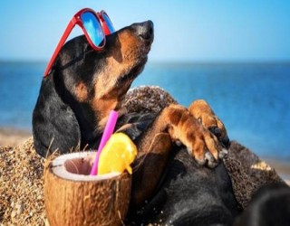 Por que os cachorros adoram deitar ao sol?