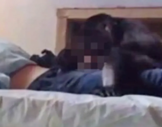 Jovem passa mal em quarto de pousada, desmaia e é violentado por macaco