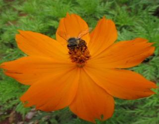 Por que nos devemos nos importar tanto com as abelhas?