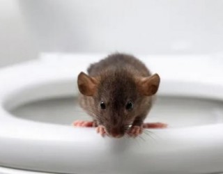 Mordida de rato de banheiro hospitaliza homem no Canadá