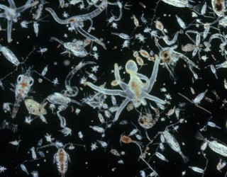 O comportamento do plâncton marinho pode prever futuras extinções marinhas