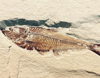 Quais são os métodos para saber a idade e a morfologia dos fósseis?