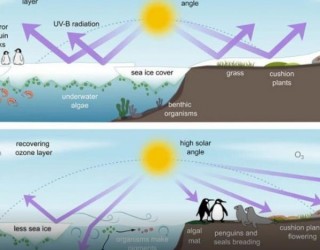 Buraco na camada de ozônio coloca vida selvagem antártica em risco